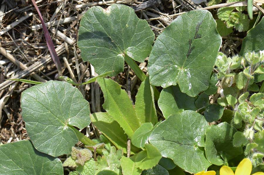 Ranunculus ficaria